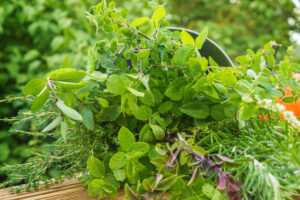 how herbs works bev mcleish out of the woods wellness herbal north york region