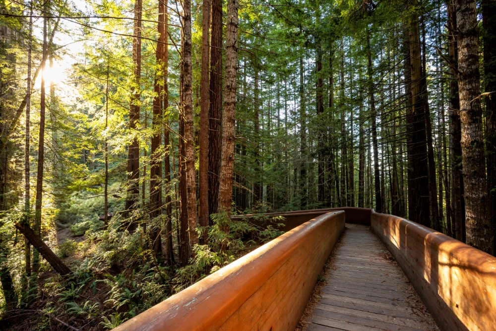 Path in a forest