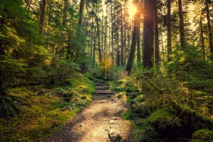 Trees with a sunny path